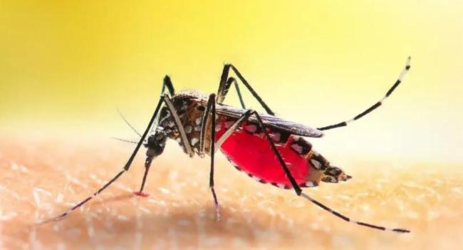 Dengue on the rise, again
